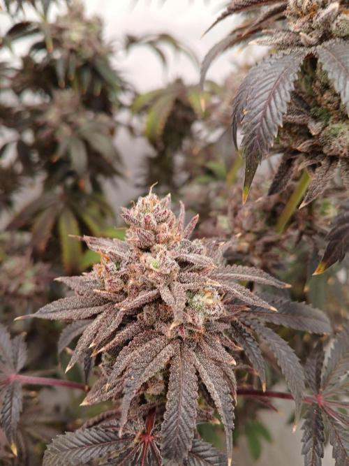 Lemon Cherry Runtz 🍒 🍋 💥. Week 14