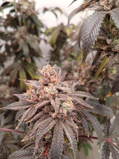 Lemon Cherry Runtz 🍒 🍋 💥. Week 14