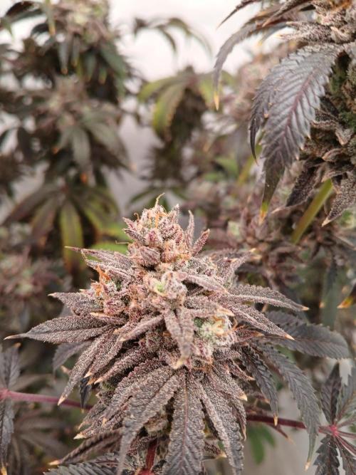 Lemon Cherry Runtz 🍒 🍋 💥. Week 14