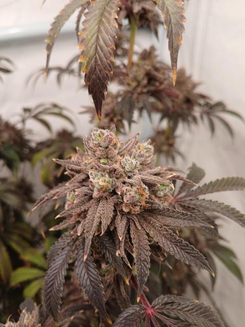 Lemon Cherry Runtz 🍒 🍋 💥. Week 14