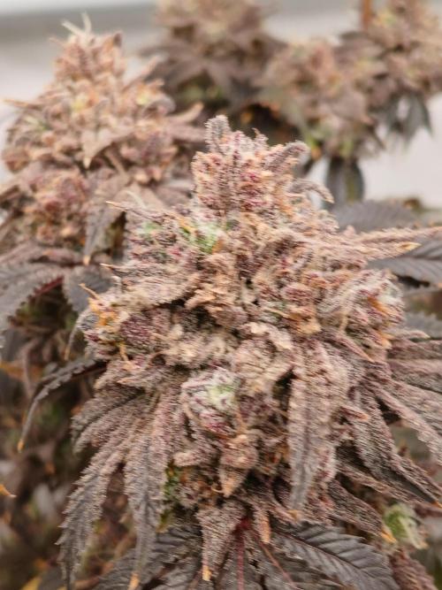 Lemon Cherry Runtz 🍒 🍋 💥. Week 14