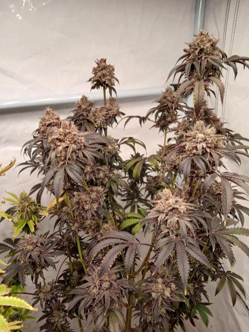 Lemon Cherry Runtz 🍒 🍋 💥. Week 14