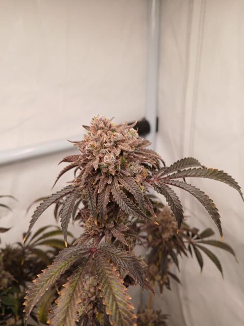 Lemon Cherry Runtz 🍒 🍋 💥. Week 14
