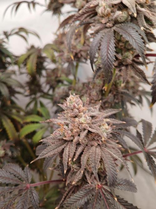 Lemon Cherry Runtz 🍒 🍋 💥. Week 14