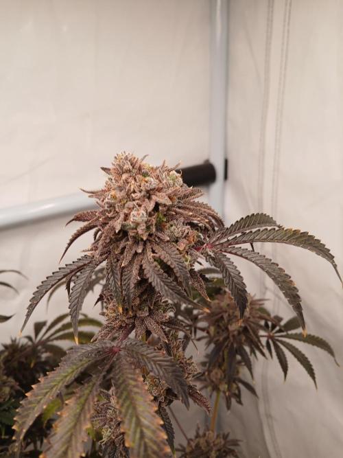 Lemon Cherry Runtz 🍒 🍋 💥. Week 14