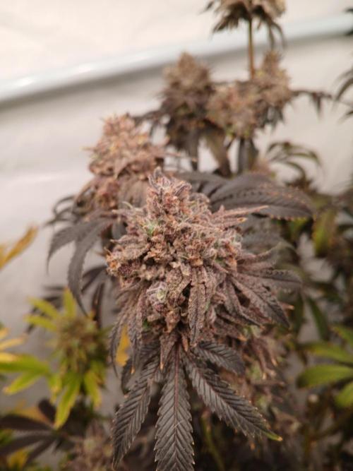 Lemon Cherry Runtz 🍒 🍋 💥. Week 14