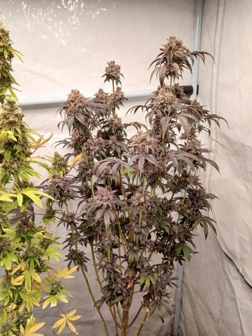 Lemon Cherry Runtz 🍒 🍋 💥. Week 14