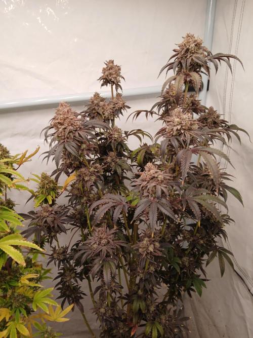 Lemon Cherry Runtz 🍒 🍋 💥. Week 14