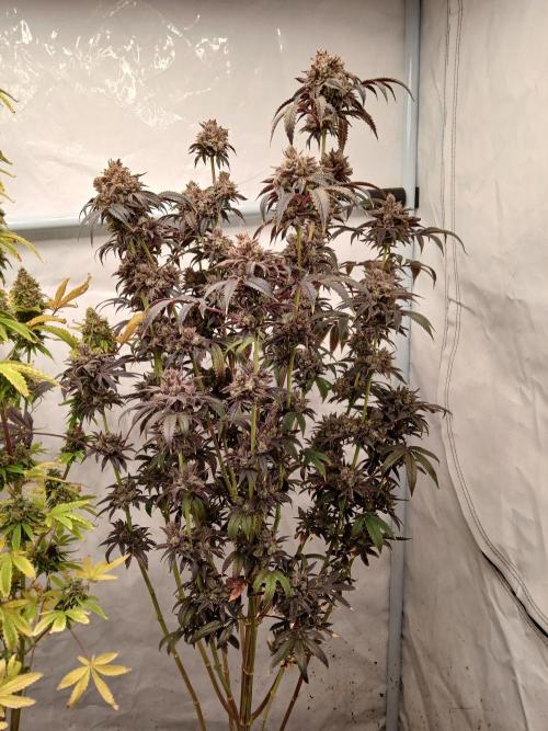 Lemon Cherry Runtz 🍒 🍋 💥. Week 14