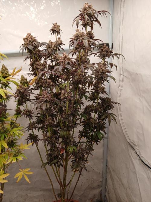 Lemon Cherry Runtz 🍒 🍋 💥. Week 14