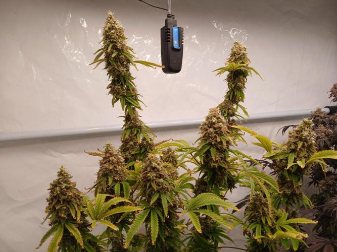 Skywalker OG. Week 11