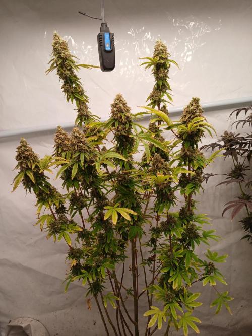Skywalker OG. Week 11