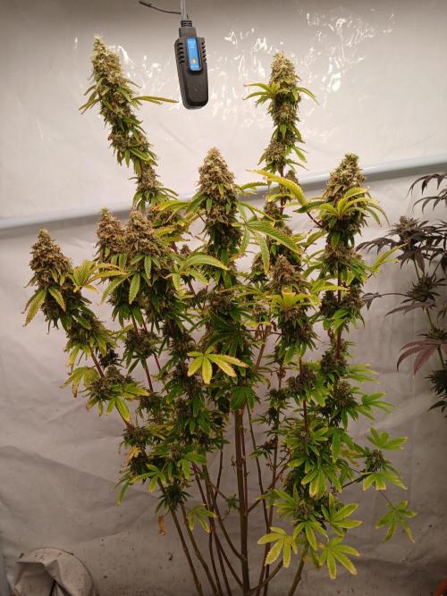 Skywalker OG. Week 11