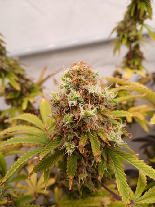 Skywalker OG. Week 12