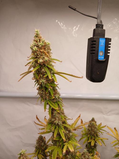 Skywalker OG. Week 12