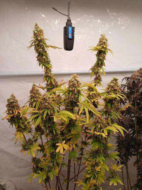 Skywalker OG. Week 12