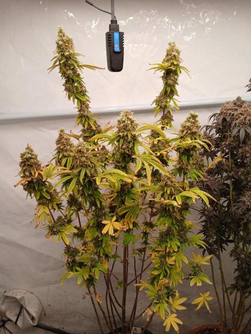 Skywalker OG. Week 12
