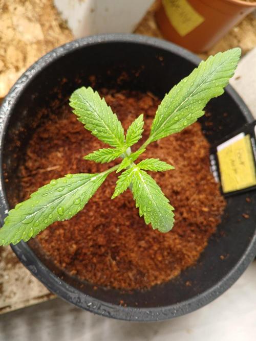 Sour J. Auto. Week 1