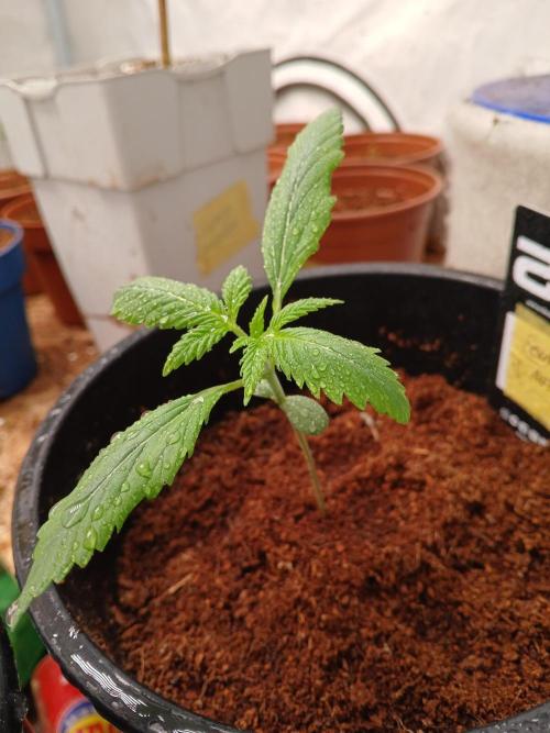 Sour J. Auto. Week 1