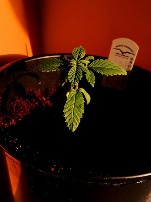 Tropical Ice Cream  one. Week 1