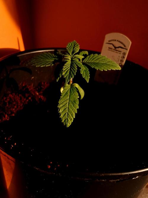Tropical Ice Cream  one. Week 1