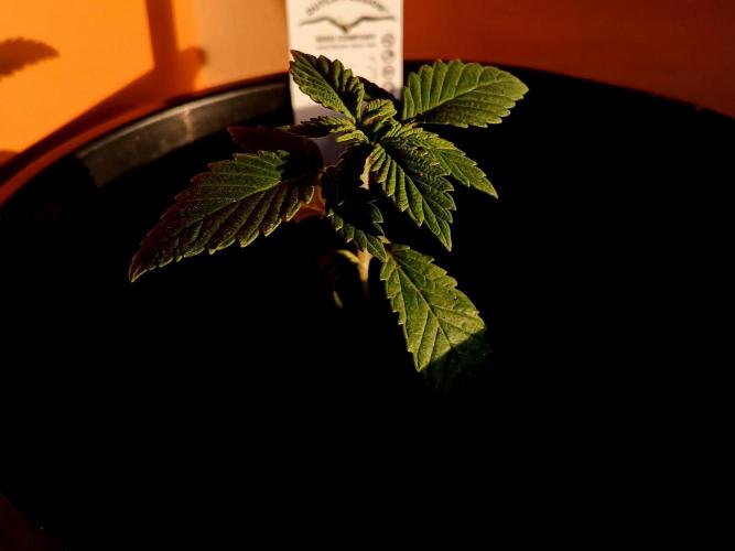 Tropical Ice Cream  one. Week 1