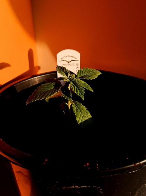Tropical Ice Cream  one. Week 1