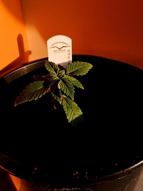 Tropical Ice Cream  one. Week 1