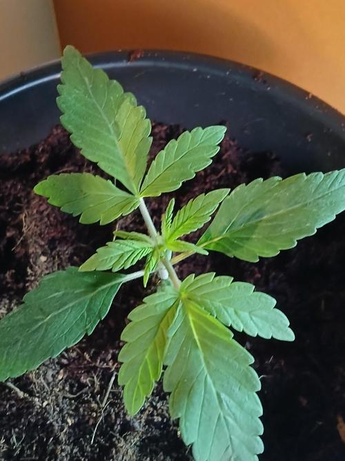 Midnight 🌌 Moonshine  🌛 Auto. Week 0
