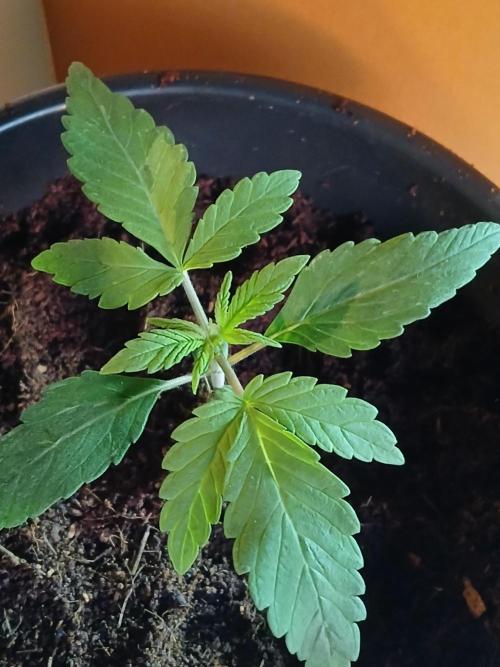 Midnight 🌌 Moonshine  🌛 Auto. Week 0