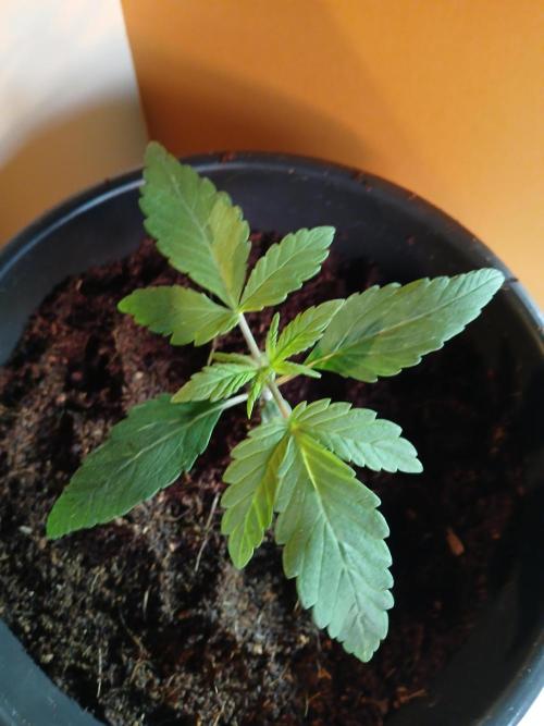 Midnight 🌌 Moonshine  🌛 Auto. Week 0