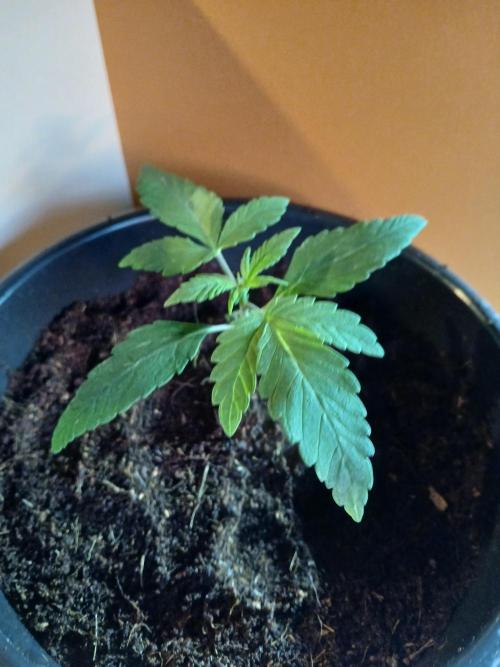 Midnight 🌌 Moonshine  🌛 Auto. Week 0