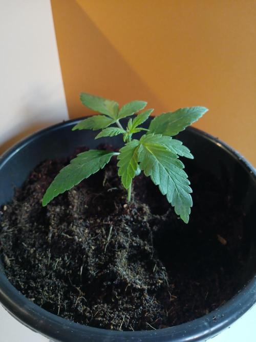 Midnight 🌌 Moonshine  🌛 Auto. Week 0