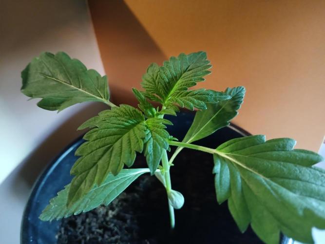 Outdoor sweet seeds. Week 2
