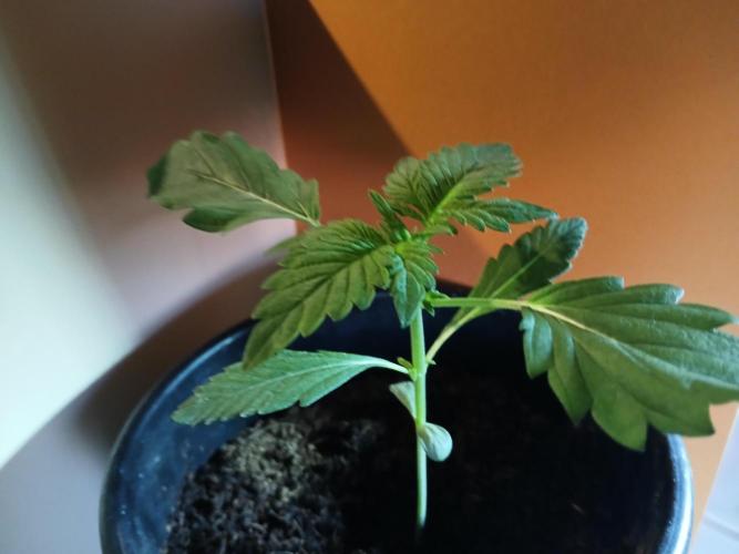 Outdoor sweet seeds. Week 2