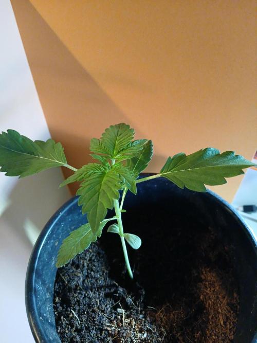 Outdoor sweet seeds. Week 2