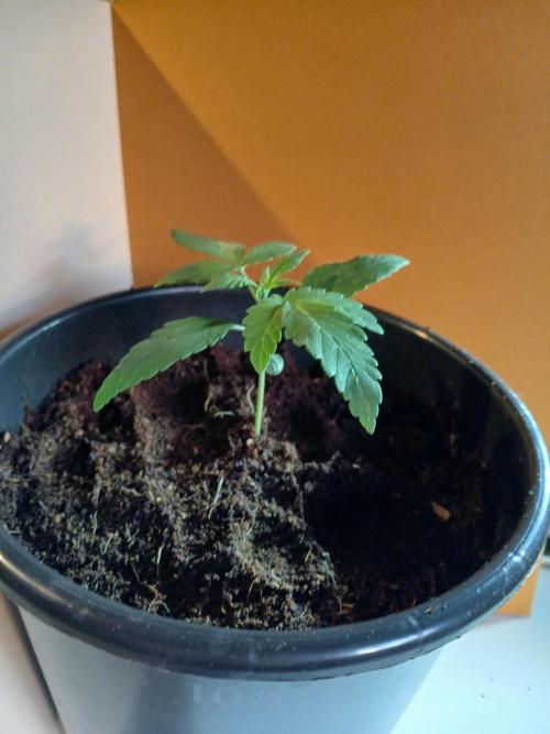Outdoor sweet seeds. Week 2