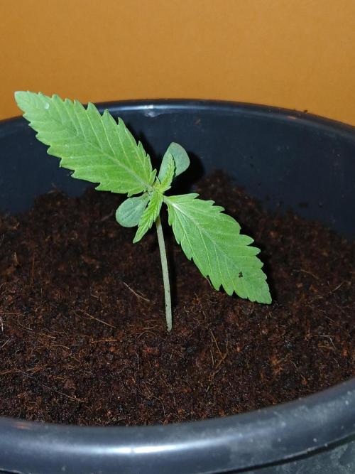 Banana Guava Auto. Week 1