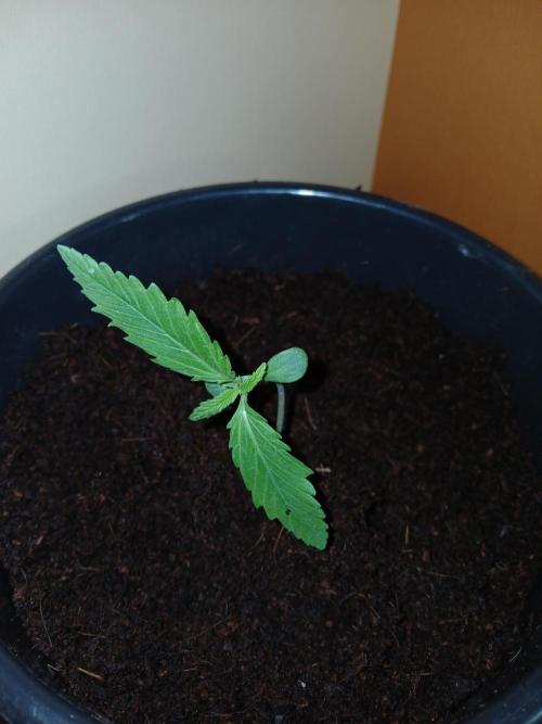 Banana Guava Auto. Week 1