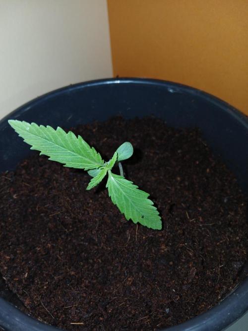 Banana Guava Auto. Week 1