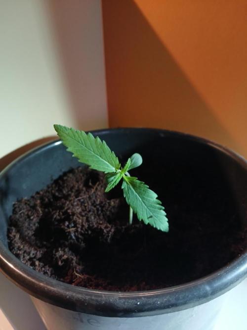 Banana Guava Auto. Week 1