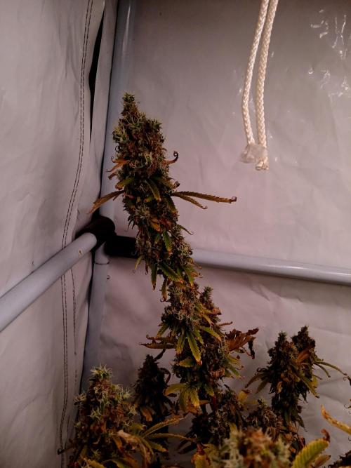 Skywalker OG. Week 13