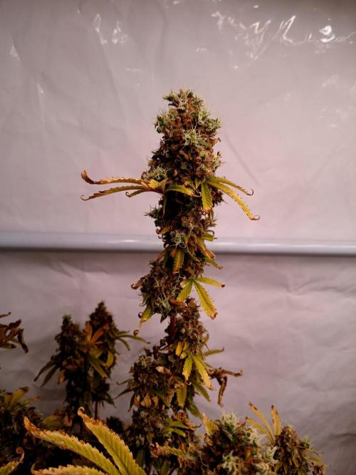 Skywalker OG. Week 13
