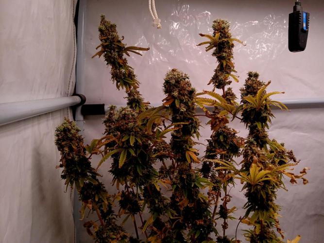 Skywalker OG. Week 13