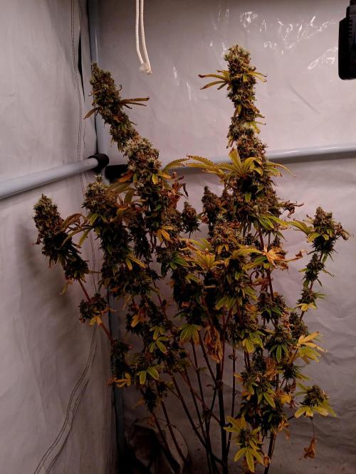 Skywalker OG. Week 13