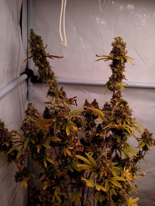 Skywalker OG. Week 13