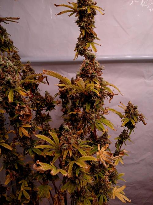 Skywalker OG. Week 13