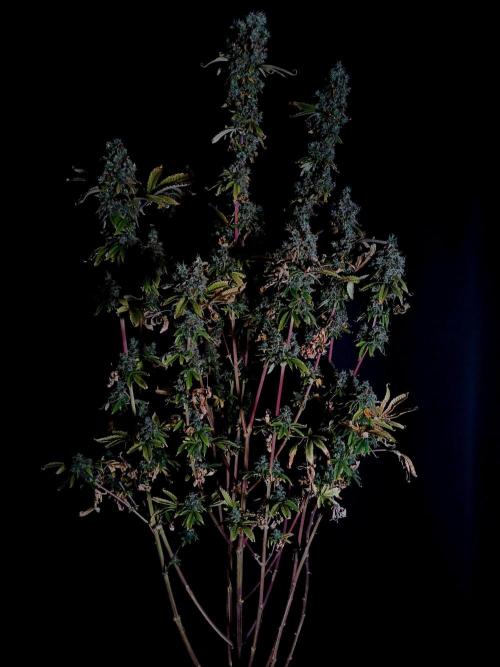 Skywalker OG. Week 14