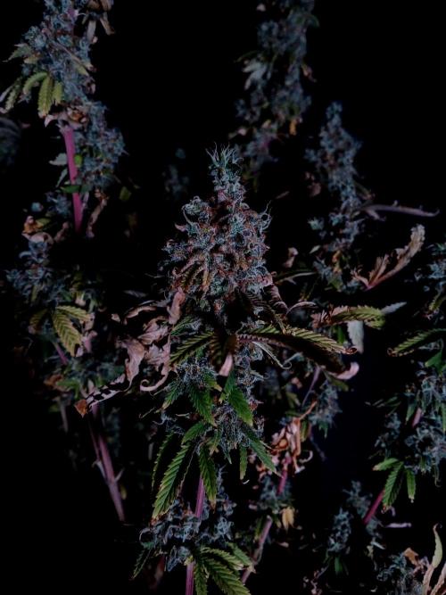 Skywalker OG. Week 14