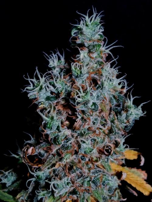 Skywalker OG. Week 14